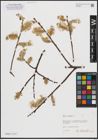Foto von Salix caprea L.